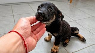 Abandoned Puppy Changes Completely after being Rescued