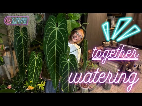 フェンネル:カロリーと栄養価が一目でわかる 植物