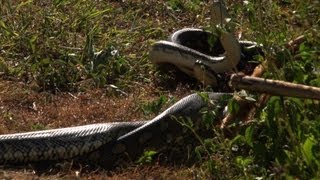 preview picture of video 'Male Pythons Fighting over a Female, Australia'