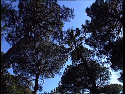 Video del comune di Cervia - Milano Marittima