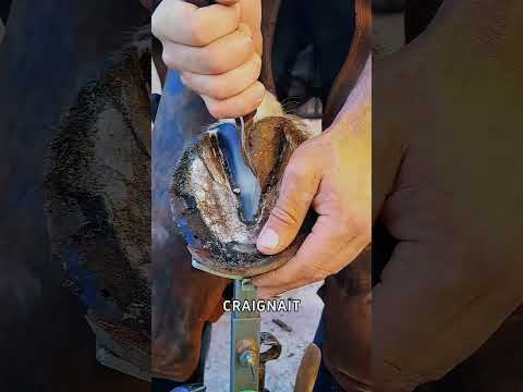 Cet Homme a Sauvé un Cheval Avant la Course