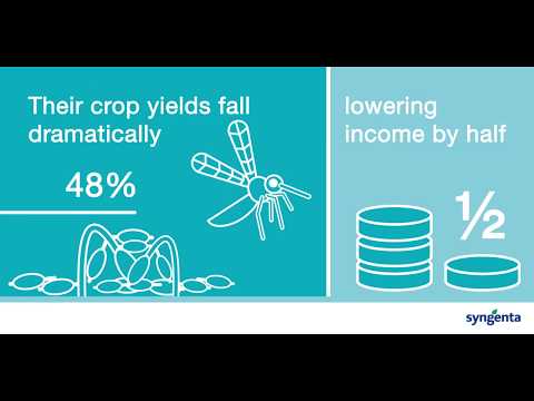 Videos & Webinars | Professional Pest Management | Syngenta