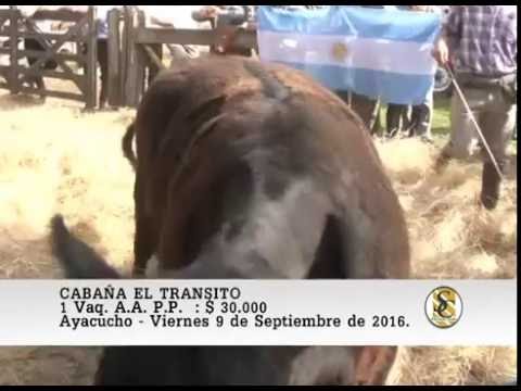 09-09-16 Venta de Vientres - Cabaña El Transito - Ayacucho.