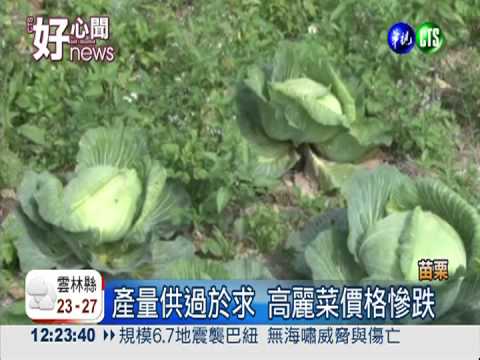 幫弱勢加"菜"!菜農開放志工採收