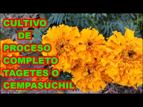 Marigold - Tagetes. ✅ Very useful flower, garden, food, medicine, culture. Complete cultivation