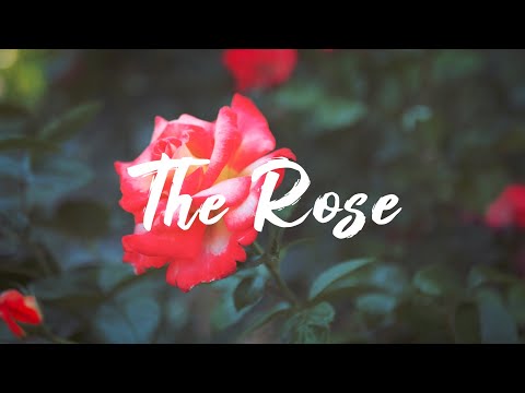 Rosendale - The Rose (Lyric Video)