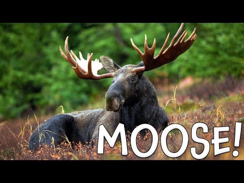 Moose!  Moose Facts for Kids