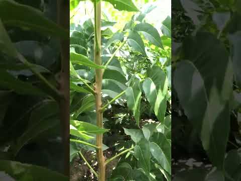 Nogales creciendo en el vivero