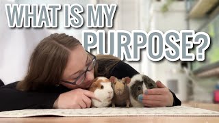 What is my Purpose?