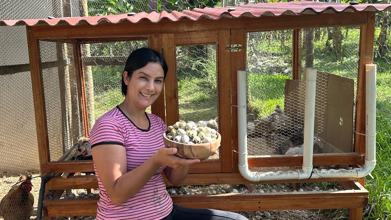 Starting my production of quail eggs, all the necessary care to raise quails.