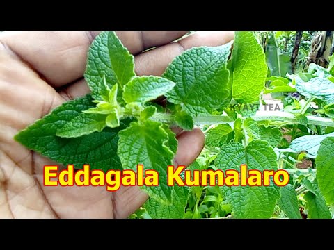 Okunaaba Eddagala Eliriranyi Amalalo Ebijja Manya Binno