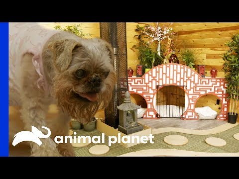 Designing A Japanese Zen Garden For A Blind Dog | Animal Cribs