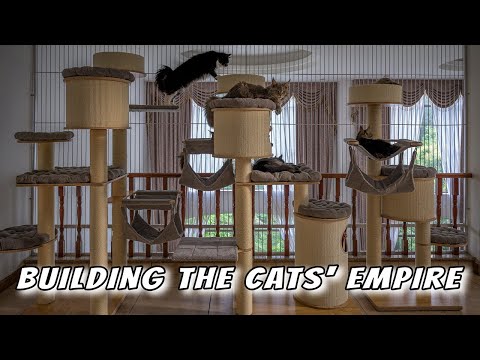 Building the cats' empire | With 20 Maine Coon cats.