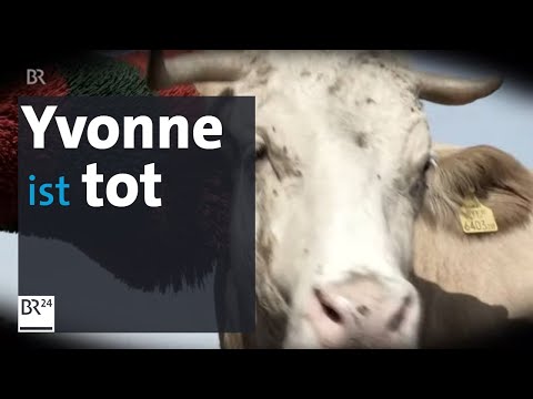Sie wollte ein Reh sein: Legendäre Kuh "Yvonne" auf Gnadenhof in Deggendorf gestorben | BR24