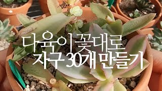 다육이(화제금) 꽃대로 자구 30개 만들기(크라슐라속 다육이 꽃대 번식 근황)succulents/多肉植物/た…