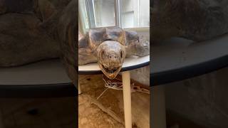 カメのミイラだ#氷見ラボ水族館