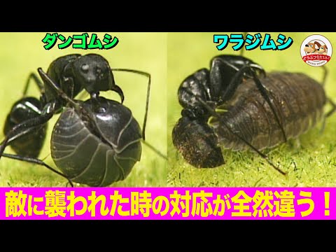 ワムシについて詳しく解説