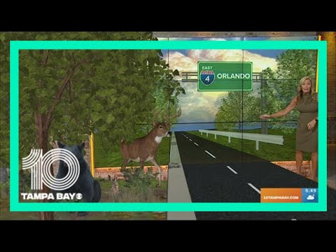 Wildlife crossing being built under I-4