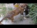 Brown Stray Pup Limping White Stray Dog Eating Bones Whole Wheat Bread Summers Viralvideo Vlog Uk