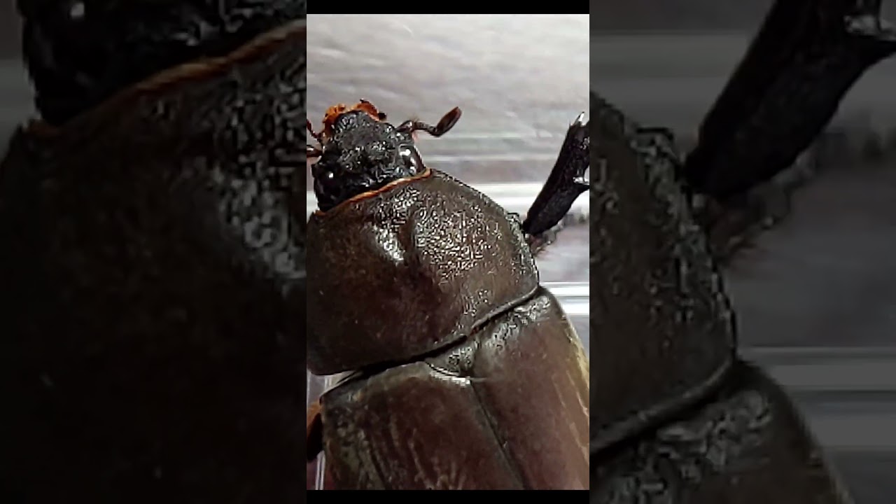 回家 我发现门口有一只独角仙了