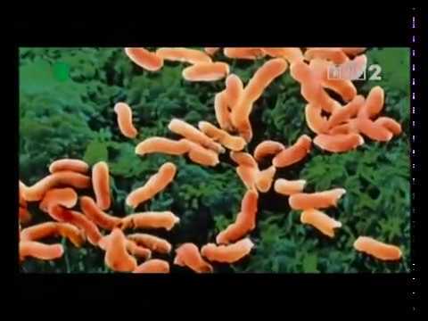 Produkty użyteczne dla potencji Upuść młota Thora kupić na Biełgorod