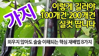 가지는 이렇게 길러야 100개건 200개건 실컷 땁니다. 외우지 않아도 술술 이해되는 핵심 재배법 8가지 