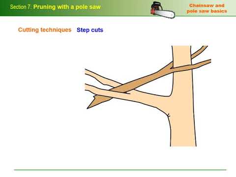 Chainsaw basics   Module 1 Section 7   Pruning with a pole saw