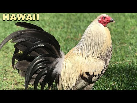 Black Hennie Grey Triad Farm Hawaii - Beautiful Birds