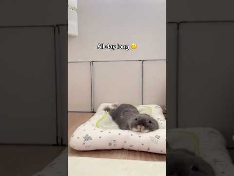 Do bunny owners lose sleep? 🤨 #bunny #rabbit