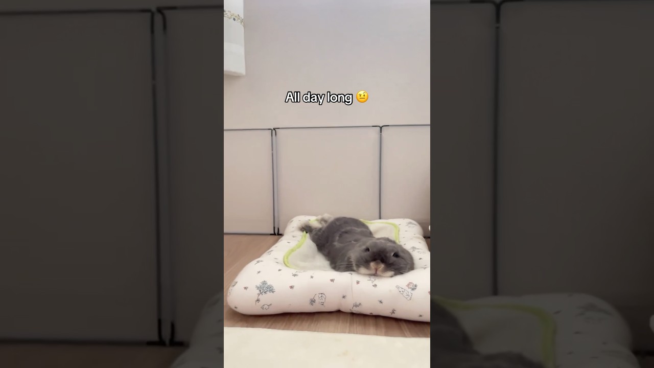 Do bunny owners lose sleep? 🤨 #bunny #rabbit