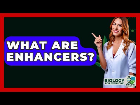 What Are Enhancers? - Biology For Everyone