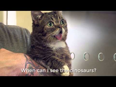 Lil Bub Tours the ASPCA Pet Adoption Center