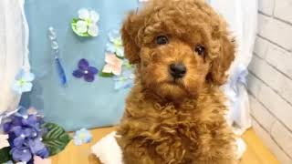 トイプードルの動画01