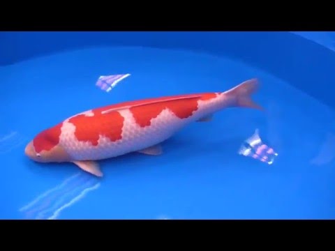 Full Version of 2016 all japan koi show Grand Champion