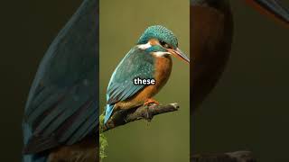 Download lagu Exploring the Mangrove Forests of Kalimantan! #exploreindonesia #indonesia #kalimantan #mangrove mp3 Download lagu Exploring the Mangrove Forests of Kalimantan! #exploreindonesia #indonesia #kalimantan #mangrove mp3