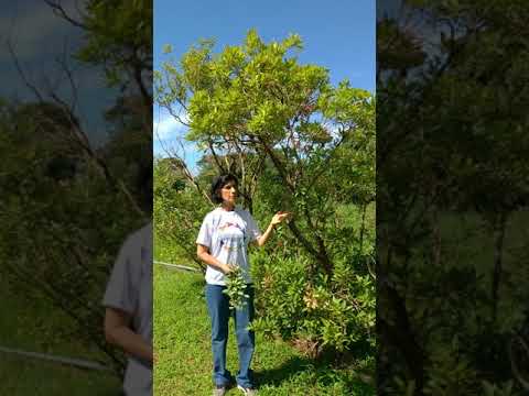 Árvores medicinais atraem a fauna no horto da UFGD