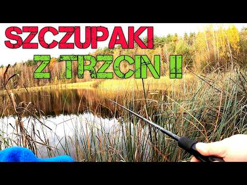 I had to fish in the bushes!! They bit under my feet! Small Forest Lake!! Spinning on Pzw! Fishing!