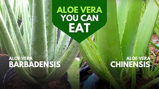 Which Aloe Vera is Edible?