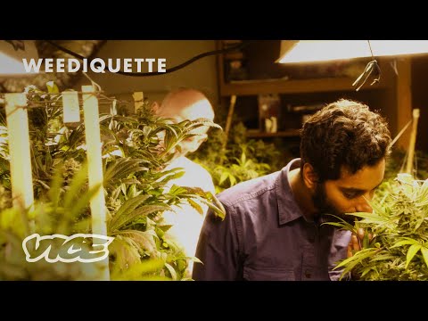 Won't Someone Grow Weed for the Children? | WEEDIQUETTE