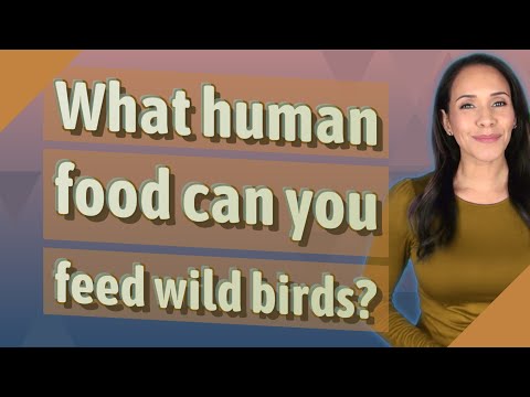 What human food can you feed wild birds?