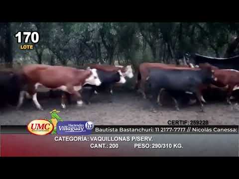 Lote 200 Vaquillonas en Villaguay, Entre Ríos