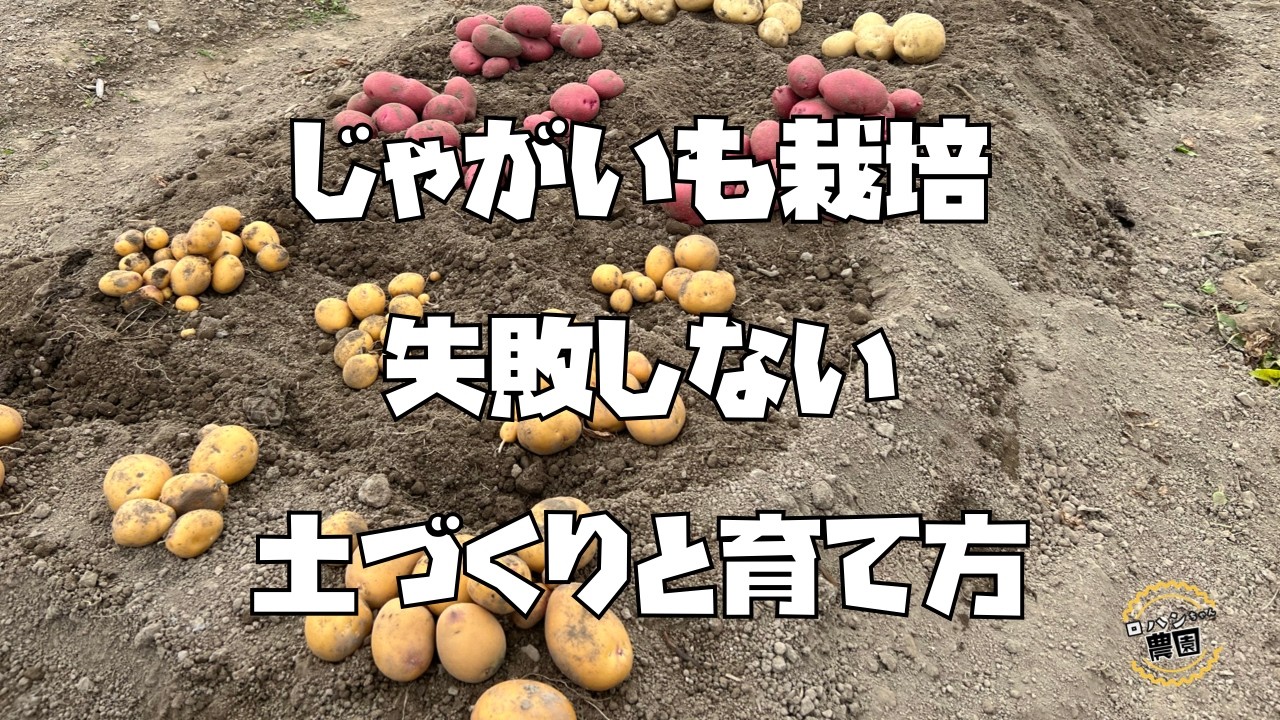 早く植えると美味しくなる！？【じゃがいも】の育て方【農家の家庭菜園】