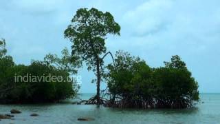 A Cool Beach in Mayabunder, Andaman and Nicobar Islands