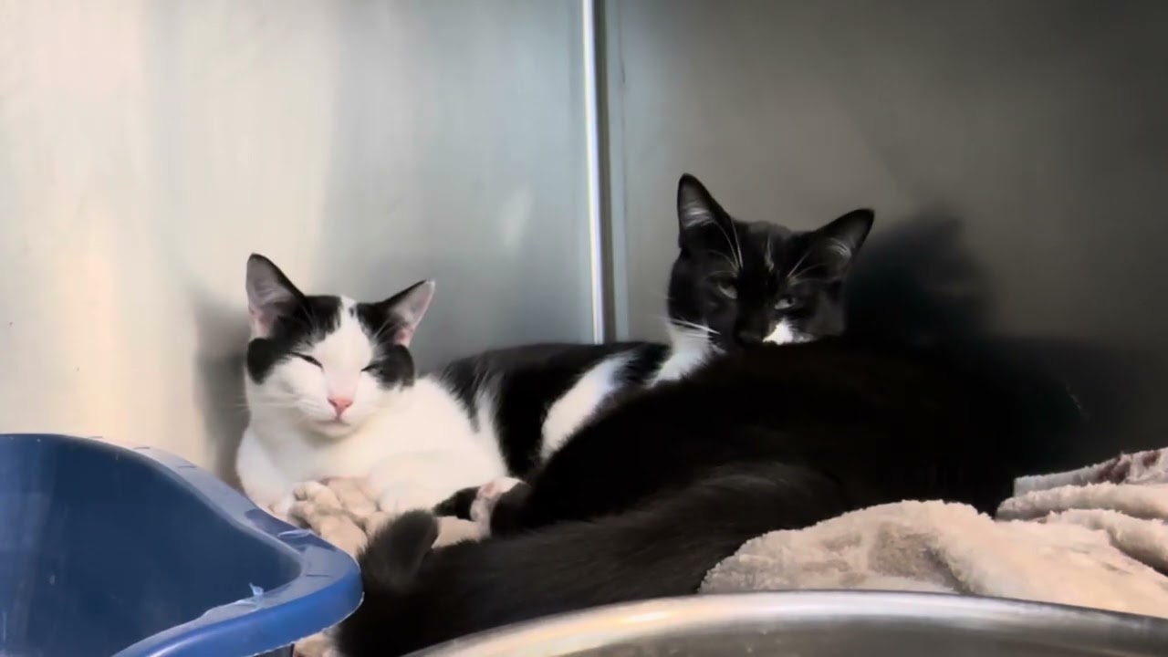 Enlarge Mowgli & Finn, a Adoptable Domestic Short Hair in Clifton, NJ video 6/6