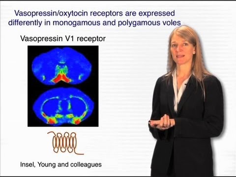 Social behaviors - Cori Bargmann (Rockefeller/HHMI)