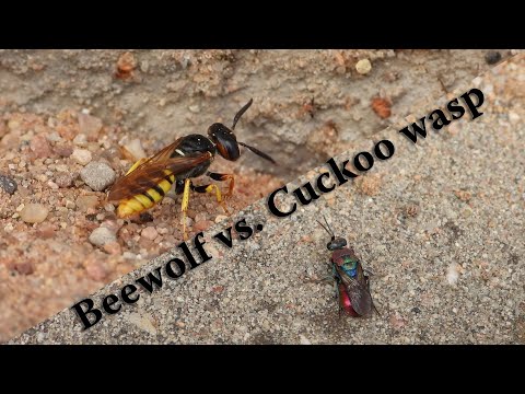 Beewolf (Philanthus triangulum) vs. the Cuckoo wasp (Chrysididae)