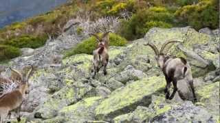 preview picture of video 'Naturaleza española  Piornos en flor - Iberia Nature The Sierra de Gredos is a mountain'