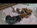 Miniature Dachshund dogs for sale: Gordan - Video 1