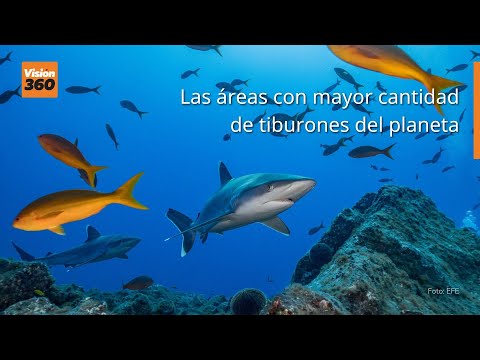 Las áreas con mayor cantidad de tiburones del planeta