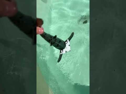 Wir haben einen echten Hai im Pool gefunden ￼